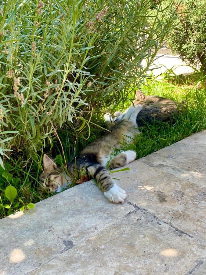 Mav Boutique Villa Eforie Nord Εξωτερικό φωτογραφία